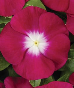 Rozet Çiçeği ( Çok Çiçekli Çok Dallanan ) Pembe Beyaz Nokta Renkli - 15 Tohum