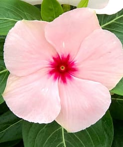 Rozet Çiçeği ( Çok Çiçekli Çok Dallanan ) Pembe Kırmızı Nokta Renkli - 15 Tohum