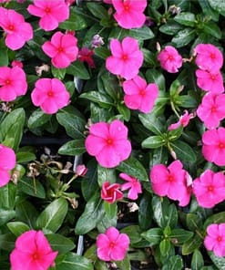 Rozet Çiçeği ( Çok Çiçekli Çok Dallanan ) Punch Renkli - 15 Tohum