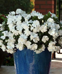 Rozet Çiçeği ( Sarkıcı Çok Geniş Bitki ) Beyaz Renkli - 10 Tohum