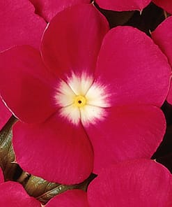 Rozet Çiçeği ( Çok Çiçekli Çok Dallanan ) Turuncu Beyaz Nokta Renkli - 15 Tohum