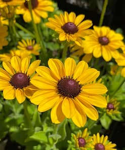 Rudbekya Çiçeği Tohumu ( Dalgalı Bodur ) Sarı Kırmızı Renkli - 5 Tohum