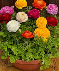 Şakayık Çiçeği Tohumu ( Katmerli Büyük Çiçekli ) Karışık Renkli - 5 Tohum