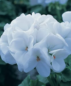 Sardunya Tohumu ( Büyük Çiçek, Kokulu Yaprak ) Beyaz Renkli - 5 Tohum