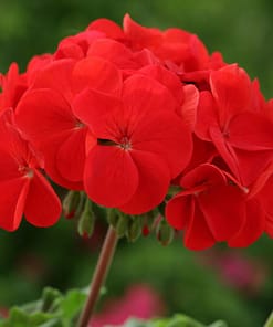 Sardunya Tohumu ( Büyük Çiçek, Kokulu Yaprak ) Kırmızı Renkli - 5 Tohum