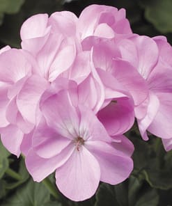 Sardunya Tohumu ( Büyük Çiçek, Kokulu Yaprak ) Leylak Renkli - 5 Tohum