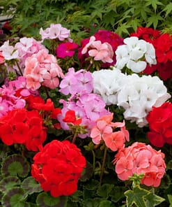 Sardunya Tohumu ( Büyük Çiçek, Kokulu Yaprak ) Karışık Renkli - 5 Tohum