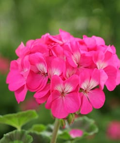 Sardunya Tohumu ( Büyük Çiçek, Kokulu Yaprak ) Pembe Renkli - 5 Tohum