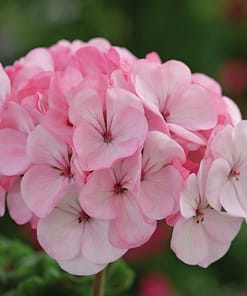 Sardunya Tohumu ( Büyük Çiçek, Kokulu Yaprak ) Pembe Beyaz Renkli - 5 Tohum