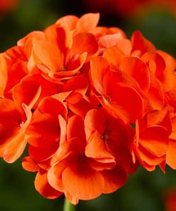 Sardunya Tohumu ( Büyük Çiçek, Kokulu Yaprak ) Turuncu Renkli - 5 Tohum