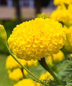 İri Kadife Çiçeği Tohumu ( Büyük Çiçekli Bodur ) Sarı Renkli - 10 Tohum