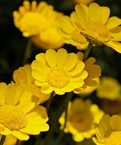 Sarı Papatya Tohumu ( İri Çiçekli ) - 25 Tohum