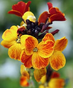 Sarı Şebboy Tohumu ( Kokulu ) - 25 Tohum