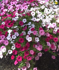 Petunya Çiçeği ( Sarkan Uzun Boylu Kokulu ) Karışık Renkli - 5 Tohum