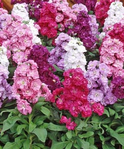 Şebboy Çiçeği Tohumu ( Katmerli Keskin Kokulu ) Karışık Renkli - 10 Tohum