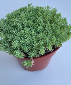 Sedum Tohumu ( İri Damarlı Yapraklar ) Yeşil Renkli - 15 Tohum