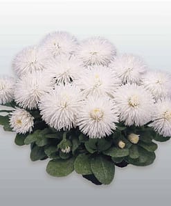 Şeker Papatya Tohumu ( Katmerli ) Beyaz Renkli - 20 Tohum