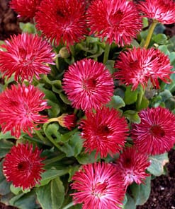 Şeker Papatya Tohumu ( Katmerli ) Kırmızı Renkli - 20 Tohum