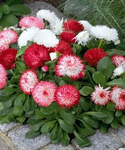 Şeker Tabağı Papatya Tohumu ( Ponpon ) - Karışık Renkli - 10 Tohum