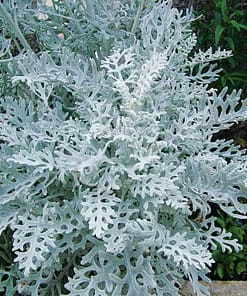 Bahçe Külü Tohumu ( Gümüş Renkli ) - 40 Tohum