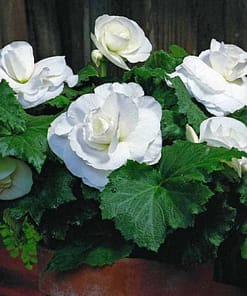 Begonya Tohumu ( Katmerli ) Beyaz Renkli - 5 Tohum