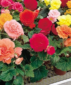 Begonya Tohumu ( Katmerli ) Karışık Renkli - 5 Tohum