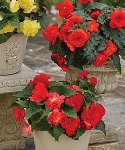 Begonya Tohumu ( Katmerli ) Kırmızı Renkli - 5 Tohum