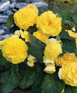 Begonya Tohumu ( Katmerli ) Sarı Renkli - 5 Tohum