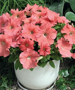 Petunya Çiçeği Tohumu ( İri çiçekli Bodur ) Somon Renkli - 15 Tohum