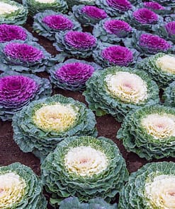 Süs Lahanası Tohumu ( Kıvırcık ) Karışık Renkli - 5 Tohum