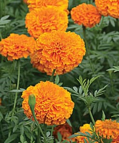 Kadife Çiçeği Tohumu ( İri Çiçekli Uzun Boylu ) Turuncu Renkli - 5 Tohum