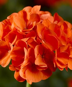 Sardunya Tohumu ( Büyük Top Çiçekli ) Turuncu Renkli - 5 Tohum