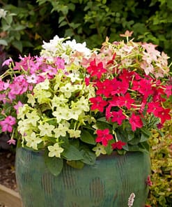 Tütün Çiçeği Tohumu ( Keskin Kokulu ) Karışık Renkli - 10 Tohum