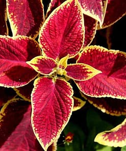 Yaprak Güzeli Tohumu ( Geniş Yaprak ) - Kırmızı Renkli - 20 Tohum