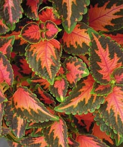 Yaprak Güzeli Tohumu ( Geniş Yaprak ) - Kırmızı Turuncu Renkli - 20 Tohum