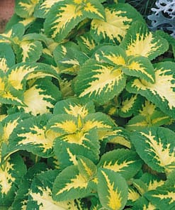 Yaprak Güzeli Tohumu ( Geniş Yaprak ) - Kırmızı Yeşil Beyaz - 20 Tohum