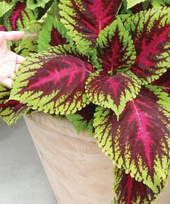Yaprak Güzeli Tohumu ( Geniş Yaprak ) - Kırmızı Yeşil Renkli - 20 Tohum