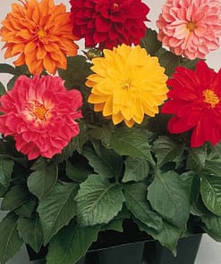 Yıldız Dahlia Çiçeği Tohumu ( Bodur Mini Çiçekli ) Karışık Renkli - 5 tohum