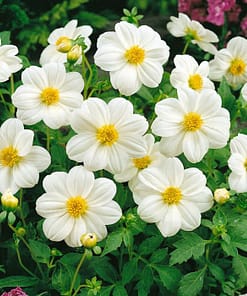 Yıldız Çiçeği Tohumu ( Bodur Çok Çiçekli ) Beyaz Renkli - 10 Tohum