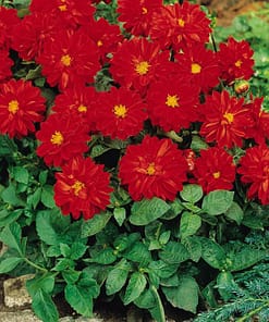 Yıldız Çiçeği Tohumu ( Bodur Çok Çiçekli ) Kırmızı Renkli - 10 Tohum