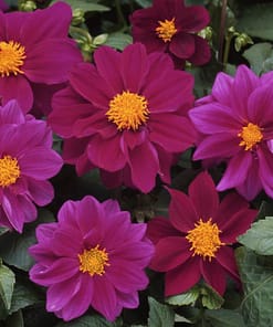 Yıldız Çiçeği Tohumu ( Bodur Çok Çiçekli ) Mor Renkli - 10 Tohum