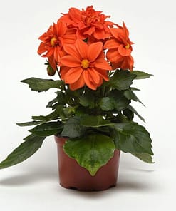 Yıldız Çiçeği Tohumu ( Bodur Çok Çiçekli ) Turuncu Renkli - 10 Tohum