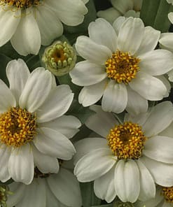 Zinnia Çiçeği Tohumu ( Mini Çiçekli, Kirli Hanım ) Beyaz Renkli - 5 Tohum