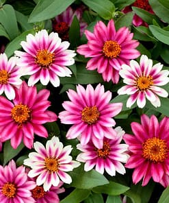 Zinnia Çiçeği Tohumu ( Mini Çiçekli, Kirli Hanım ) Cherry Renkli - 5 Tohum
