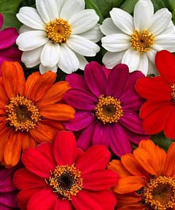 Zinnia Çiçeği Tohumu ( Mini Çiçekli, Kirli Hanım ) Karışık Renkli - 5 Tohum