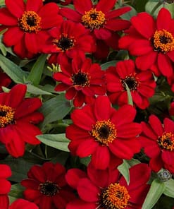 Zinnia Çiçeği Tohumu ( Mini Çiçekli, Kirli Hanım ) Kırmızı Renkli - 5 Tohum