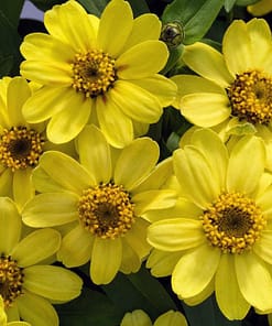 Zinnia Çiçeği Tohumu ( Mini Çiçekli, Kirli Hanım ) Sarı Kırmızı Renkli - 5 Tohum