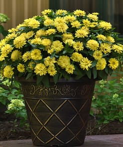 Kirli Hanım ( Zinnia İri Çiçek ) Sarı Renkli - 5 Tohum