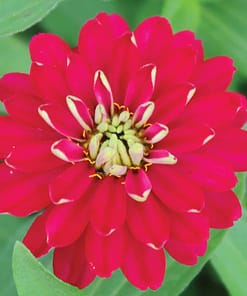 Kirli Hanım ( Zinnia İri Çiçek ) Kırmızı Beyaz Renkli - 5 Tohum