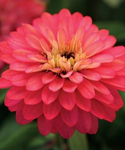 Kirli Hanım ( Zinnia İri Çiçek ) Somon Renkli - 5 Tohum